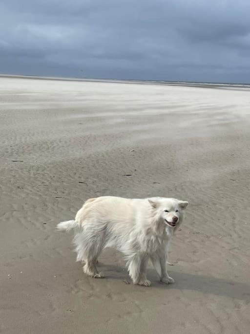 Charmante Maison Individuelle Proche Du Touquet Cucq Kültér fotó